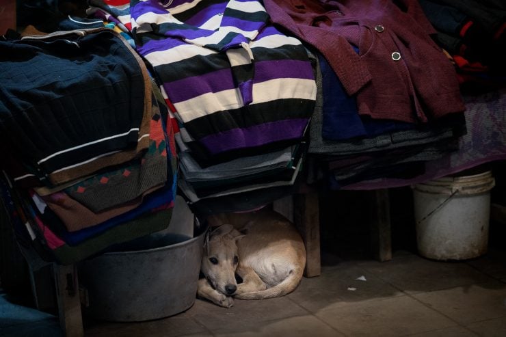 Photo of a dog curled up under a table displaying sweathers in Amritsar, Punjab