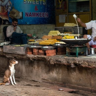 A dog stares longingly at a man pouring sweet milk