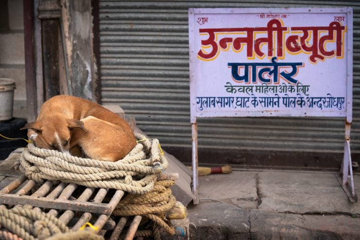 Dog sleeping in a coil of rope