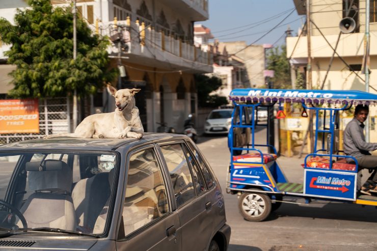 A dog on a car top in Jaipur, India