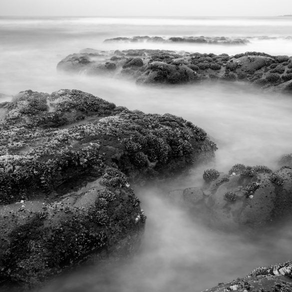 Kalaloch Beach #4 Tide Pools