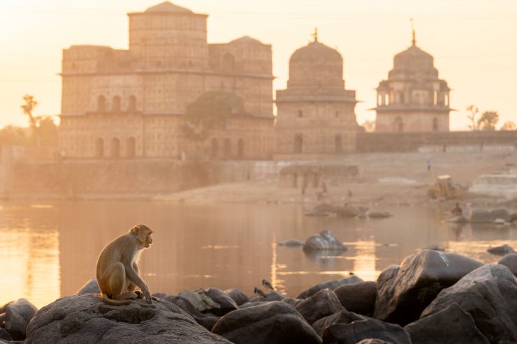 monkey on betwa river bank, orchha india