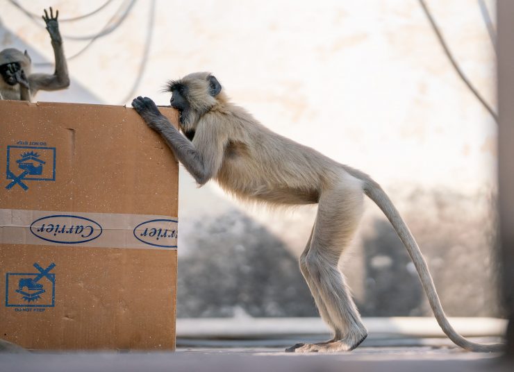 Orchha monkey biting box